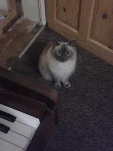 Piano Cat | Cycling Piano Tuner   