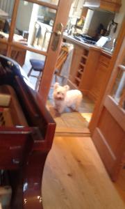 Piano Dog | Cycling Piano Tuner   