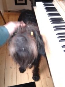 Piano Dog | Cycling Piano Tuner  