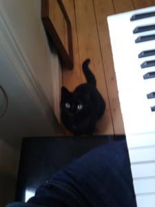 Piano Cat | Cycling Piano Tuner   