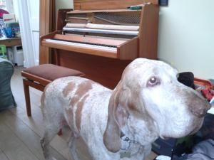 Piano Dog | Cycling Piano Tuner   