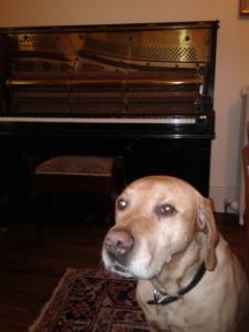 Piano Dog | Cycling Piano Tuner   