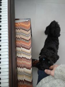 Piano Dog | Cycling Piano Tuner   