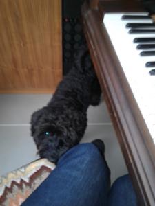 Piano Dog | Cycling Piano Tuner   