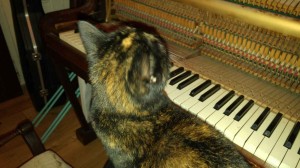 Cat and piano 