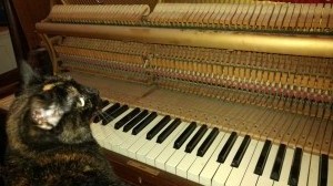 Cat and piano