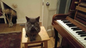 Cat and piano 