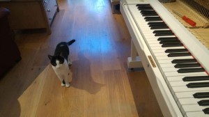 Cat and piano 