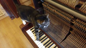 Cat and piano 