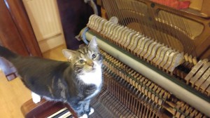 Cat and piano 