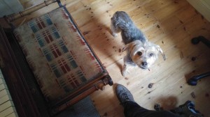 Dog and piano 