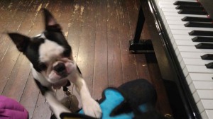 Puppy and piano 