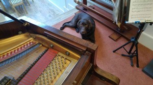 Dog and piano 