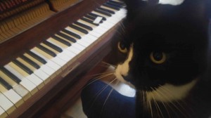 Cat and piano 