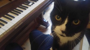 Cat and piano 