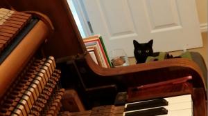 Piano Cat | Cycling Piano Tuner   