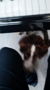 Piano Dog | Cycling Piano Tuner   