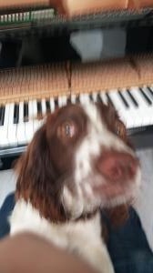 Piano Dog | Cycling Piano Tuner   