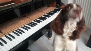 Piano Dog | Cycling Piano Tuner  