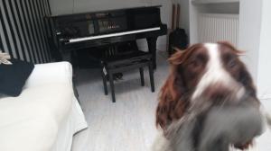 Piano Dog | Cycling Piano Tuner   