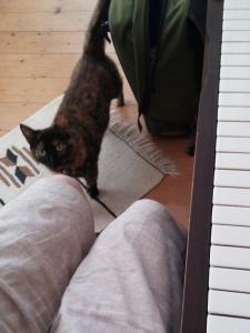 Piano Cat | Cycling Piano Tuner   