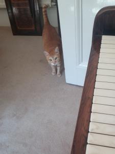 Piano Cat | Cycling Piano Tuner   